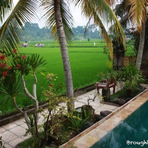 Green Field, Ubud, Bali Green Field, Ubud, Bali